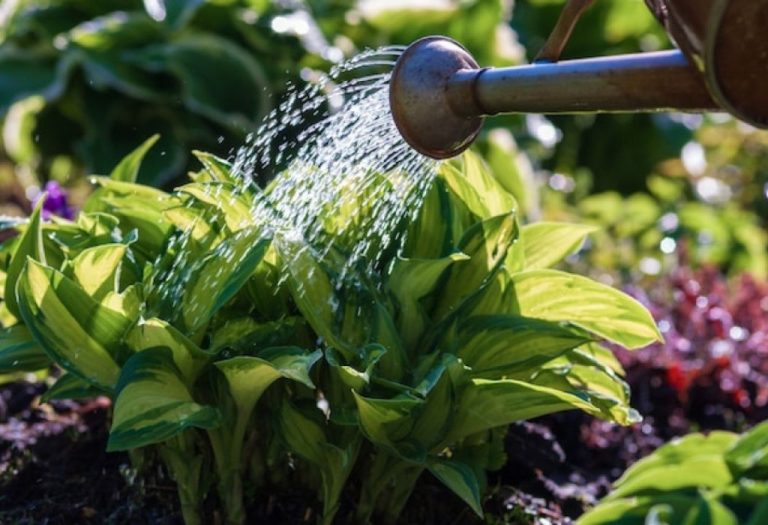 Are Garden Hoses Recyclable? How to Dispose Them Properly