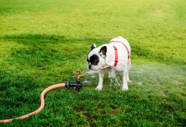 How to Remove Garden Hose Connector Without Breaking It
