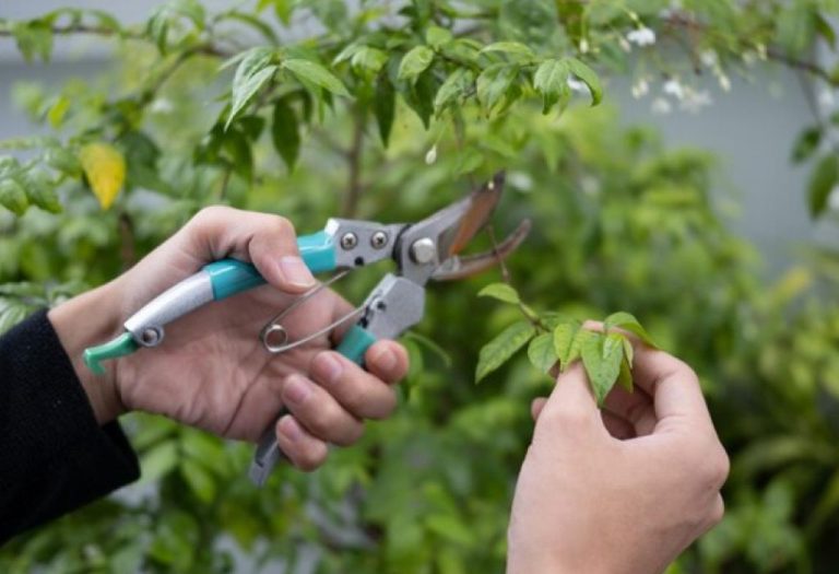 How to Repair Pruning Shears Without Causing Damage