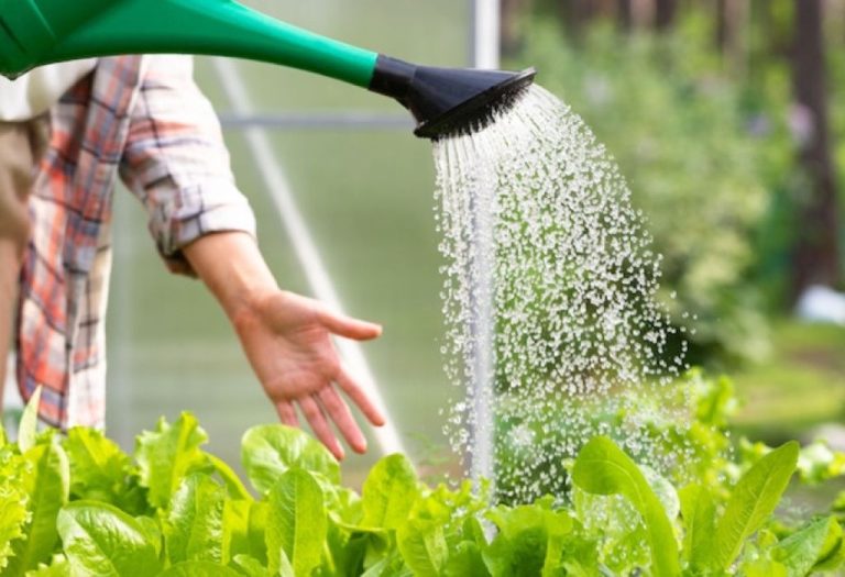 What Size Is a Standard Garden Hose? Complete Guide