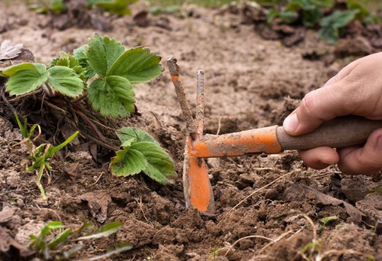 How to Use a Craftsman Hand Weeder Without Damaging Soil