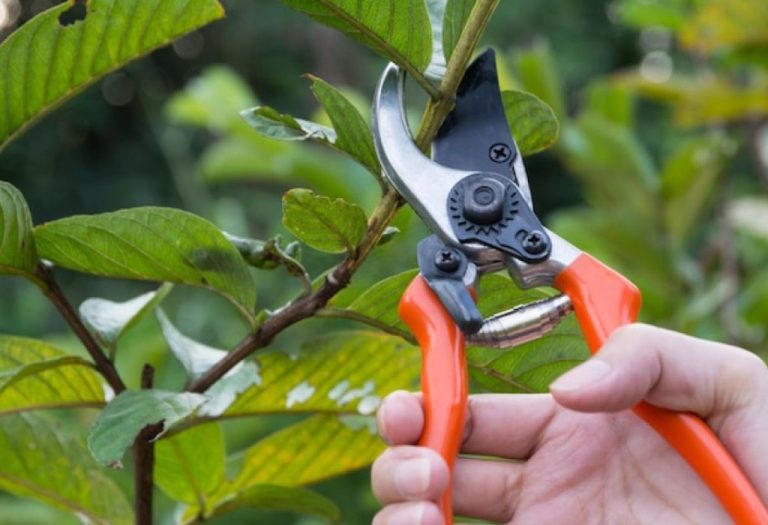 How to Hang Pruning Shears Without Damaging the Blades