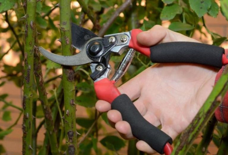How to Oil Pruning Shears for Smooth and Rust-Free Blades