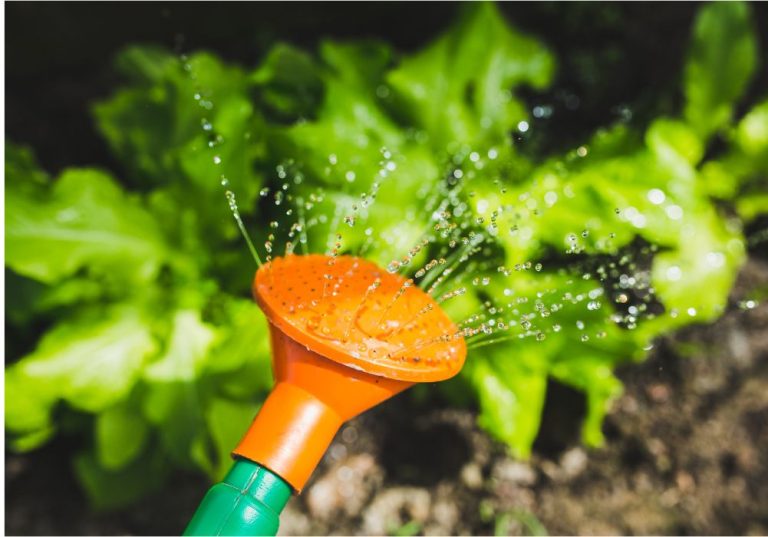 How Long to Water Garden with Hose for Healthy Plants