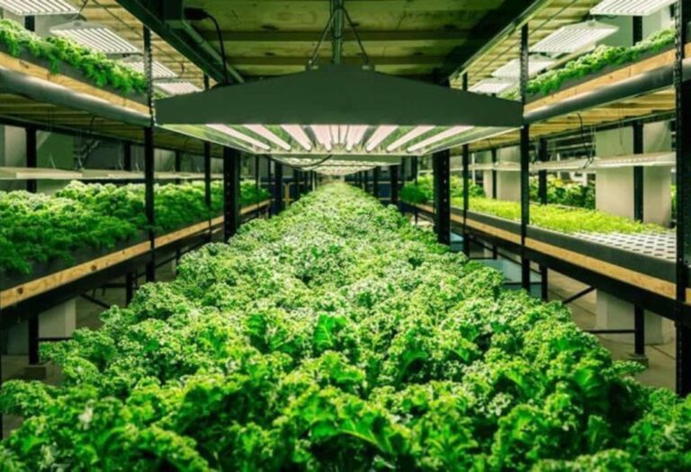 How to Use a Grow Tent for Successful Indoor Growing