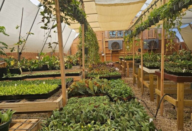 Grow Tent Humidity Too High Simple Solutions for a Thriving Garden