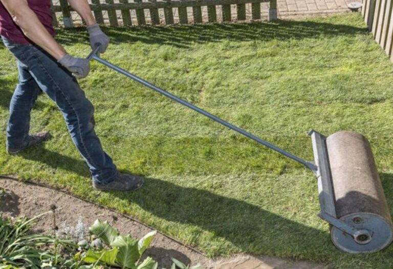 Should I Roll Lawn Every Year: When and Why You Need To