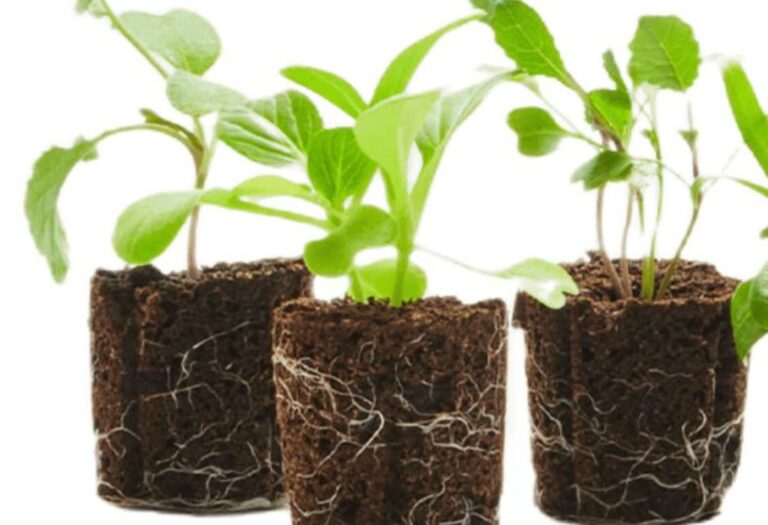 Should I Leave Soil Plugs? A Beginner's Guide to Planting