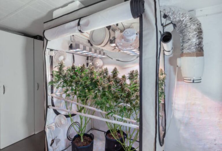 How to Remove Pests From Grow Tent: A Simple Guide