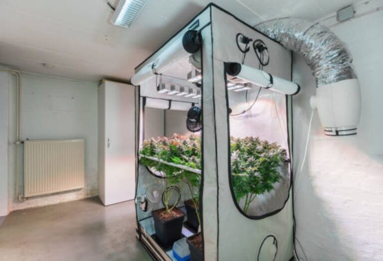 How to Prevent Pests in Your Grow Tent to Protect Your Plants