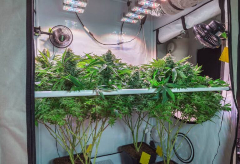 Managing Pests in Your Grow Tent: A Beginner's Guide
