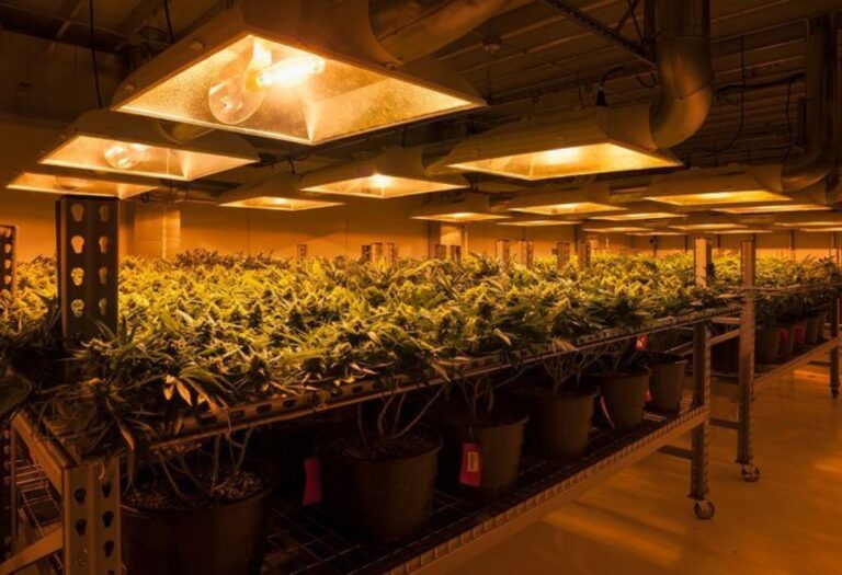 How Often Should You Clean Your Grow Tent? A Simple Guide