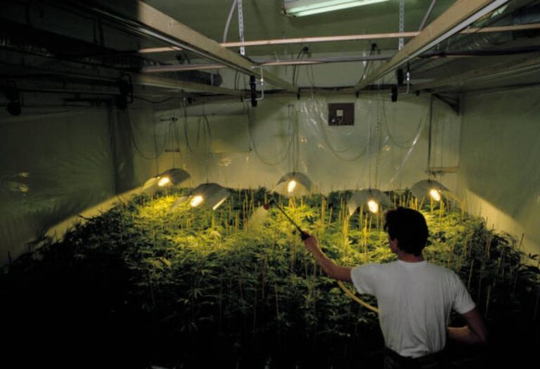 How to Sterilize a Grow Tent: A Complete Guide for Beginners