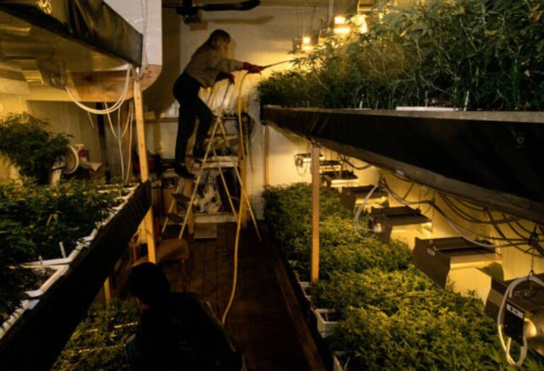 How to Stop Mold in Grow Tent and Keep Your Plants Healthy