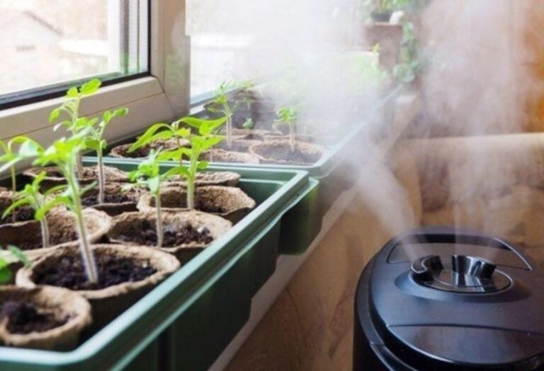 Why Grow Tent Gets Mold? Preventative Measures Explained