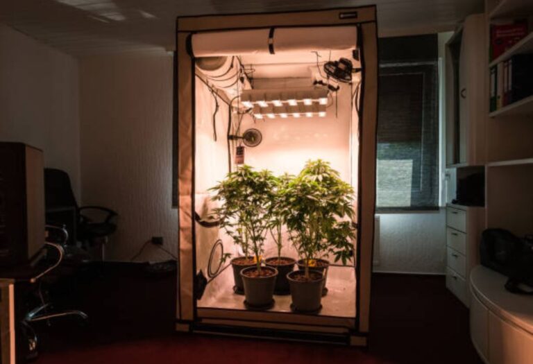Grow Tent Power Needs Explained for Successful Cultivation