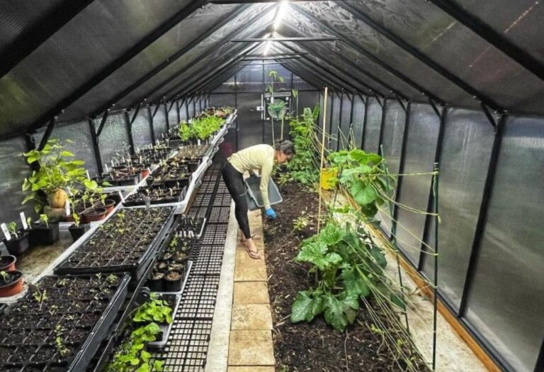 How Many Plants in a Grow Tent? A Simple Guide
