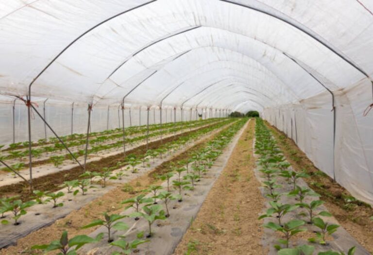 What Size Grow Tent Do I Need for Successful Growing?