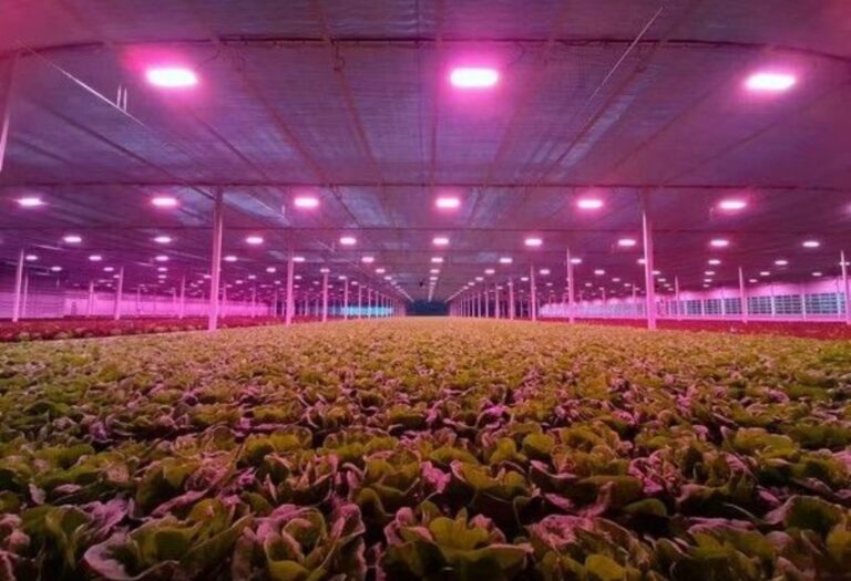 Grow Tent Light Leaking: Fixing Common Light Leaks