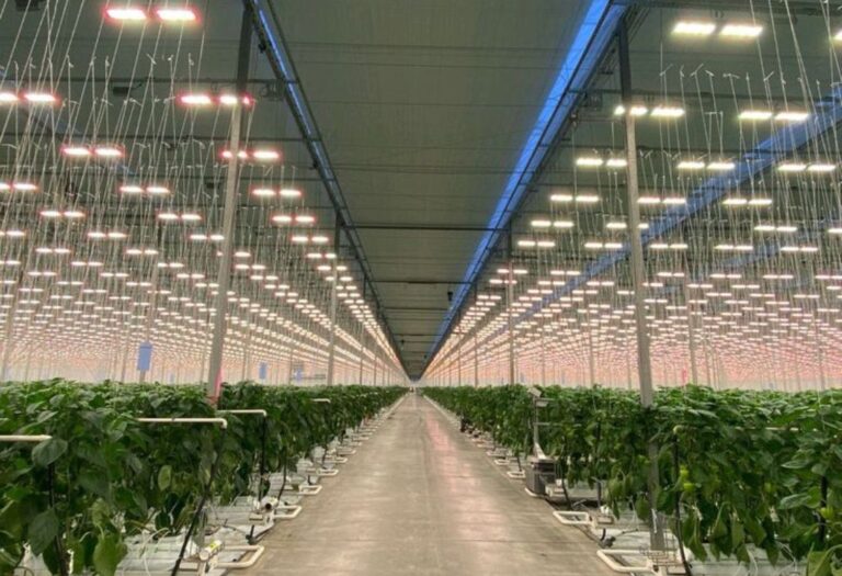 How to Prevent Light Leaks in a Grow Tent for Better Harvests