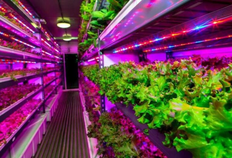 Grow Tent Light Schedule: A Beginner's Simple Guide