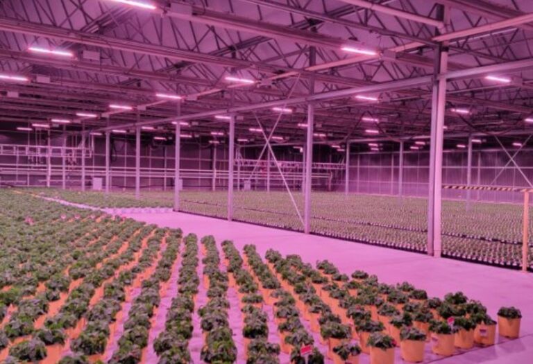How to Properly Hang Grow Lights for Indoor Gardening
