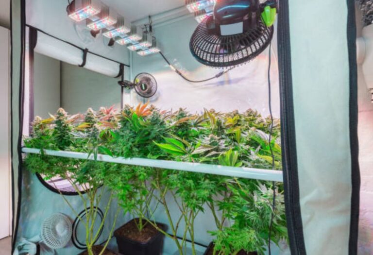 How to Hang Fan in Grow Tent Easily and Safely