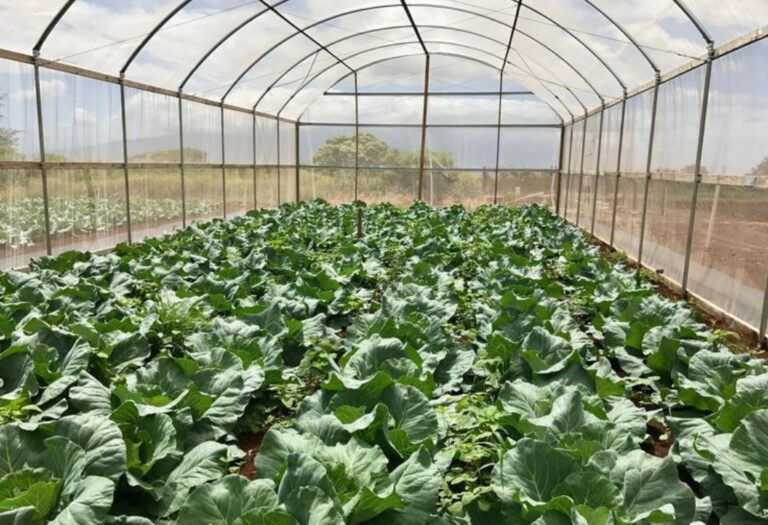 Grow Tent Air Circulation: Simple Solutions for Healthy Plants