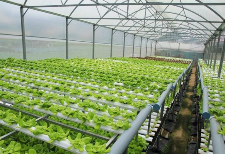 How to Boost Airflow in Your Grow Tent for Thriving Plants