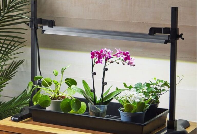 How Close Should Grow Lights Be for Maximum Plant Growth?