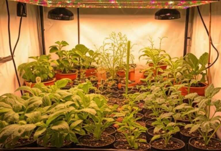 Do Grow Lights Burn Plants? A Gardener's Burning Question