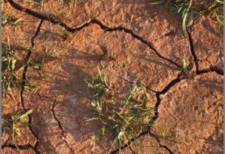 Aerating Clay Soil: Simple Steps for Healthier Gardens