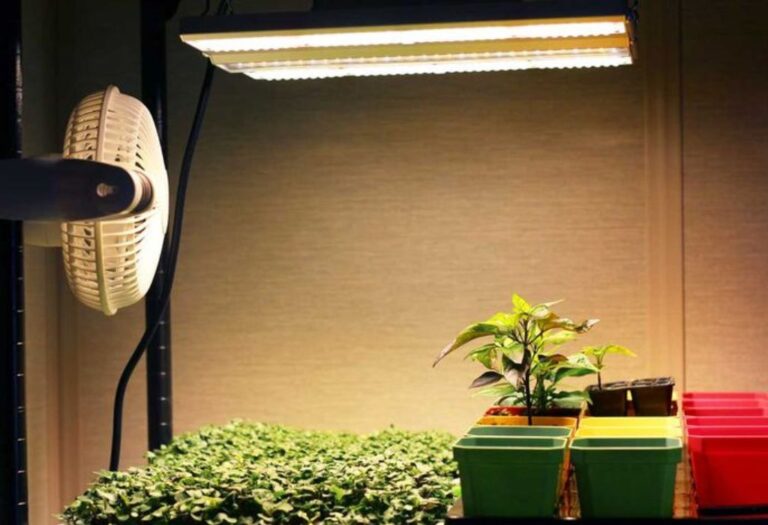 What Is a Grow Light? A Beginner's Guide for Indoor Growers