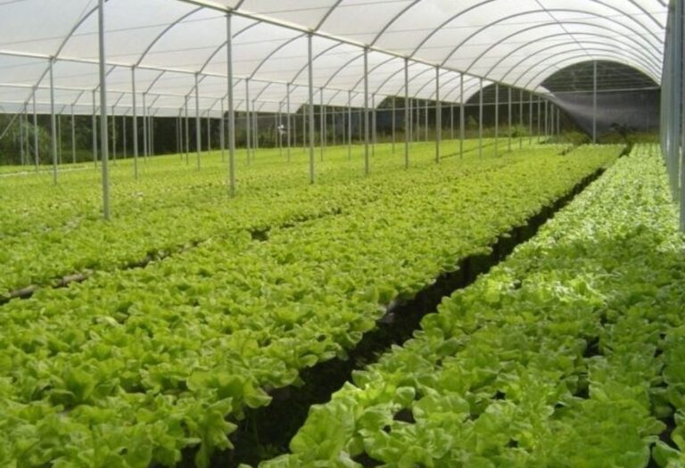 What Is a Grow Tent? A Beginner's Guide to Indoor Gardening