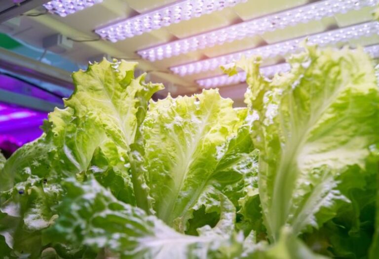 Why Use Grow Lights: Boosting Plant Growth Indoors