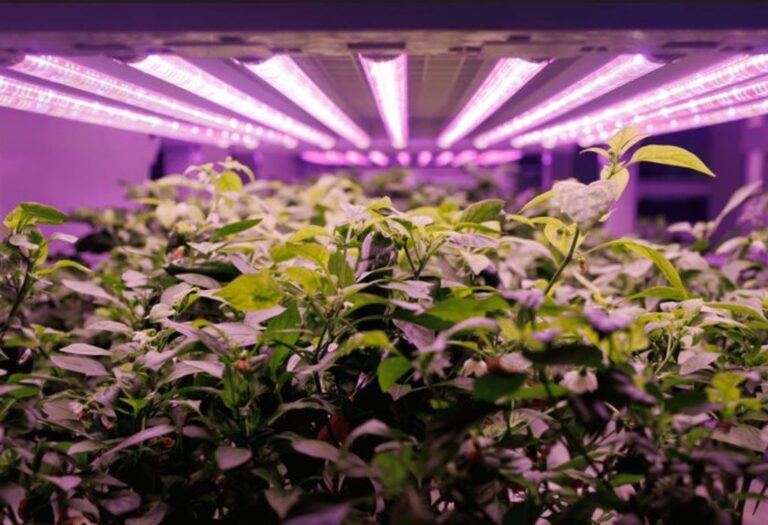 Grow Tent Humidity Spikes at Night: Simple Solutions