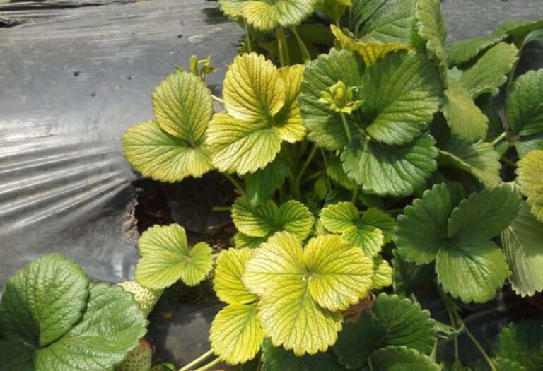 Why Leaves Yellow in Grow Tent Causes and Solutions