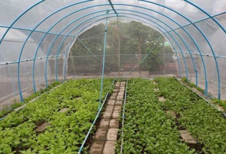 Grow Tent Air Smells Like Mildew: Causes and Simple Fixes