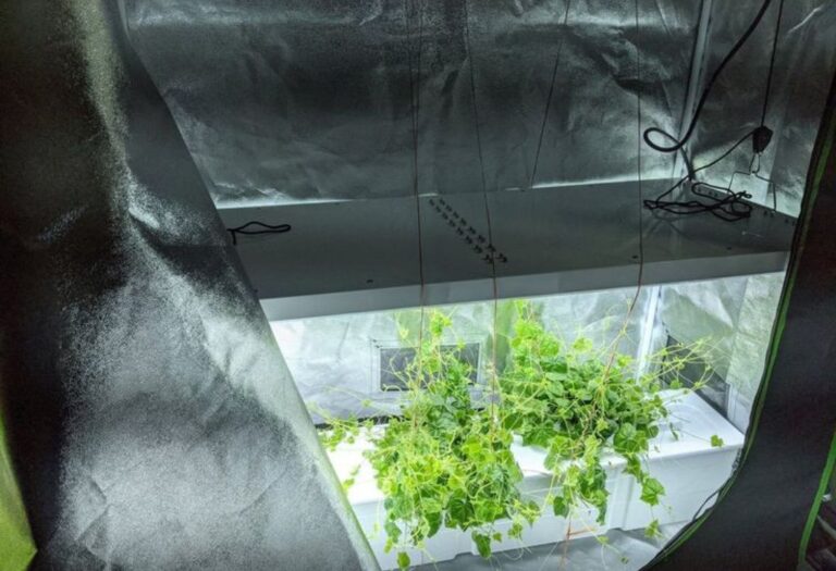 How Close Should Grow Lights Be in Tent? A Simple Guide