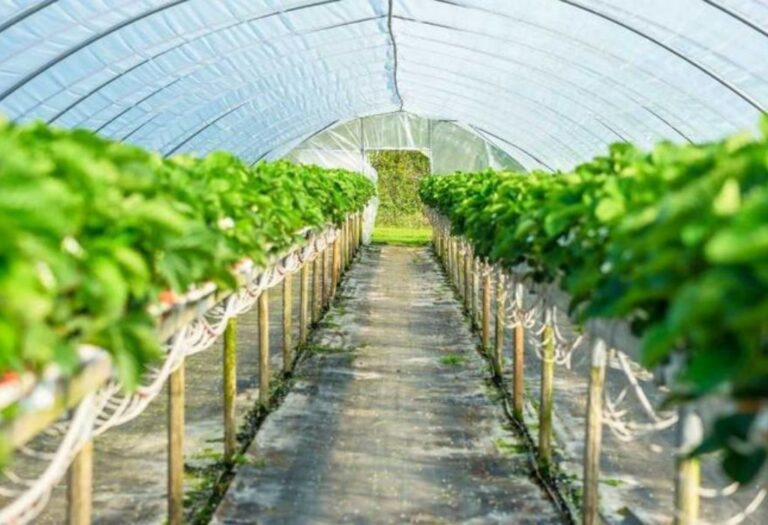 Grow Tent Passive Intake Challenges and Solutions Explained