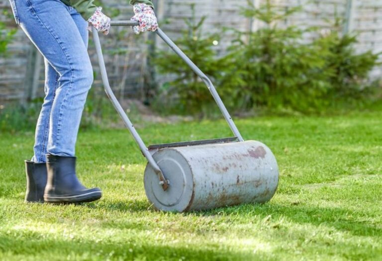 Should I Roll My Lawn? A Guide for a Perfect Yard