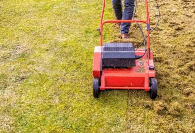 Lawn Aeration and Fertilizing A Simple Guide for a Green Yard