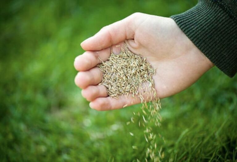 How to Aerate Lawn by Hand: A Simple, Step-by-Step Guide
