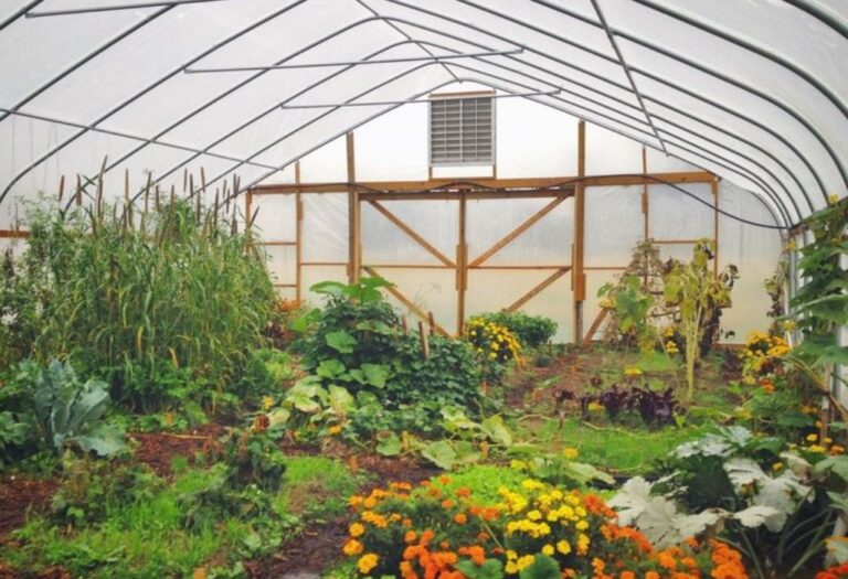 Grow Tent Temperature and Humidity Chart: Simple Guide for Success