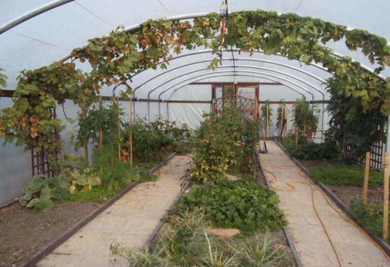 Grow Tent VPD Explained: Your Guide to Thriving Plants