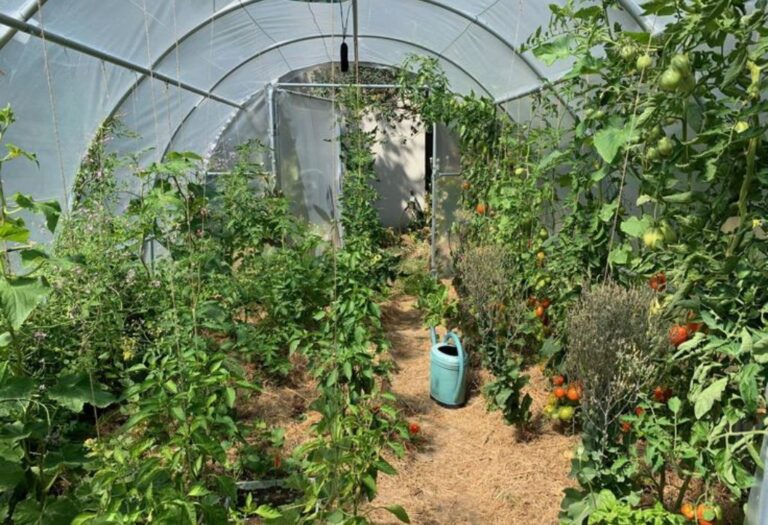 How to Monitor Grow Tent Environment for Optimal Growth