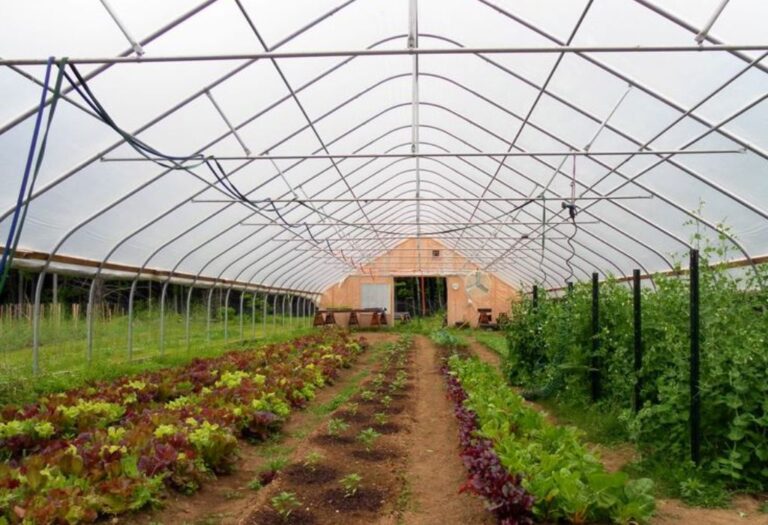 Why Grow Tent Gets Too Hot Simple Solutions for Cool Plants