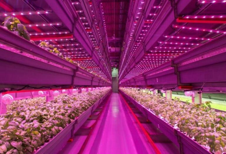How to Set Up a Grow Tent: A Beginner's Guide