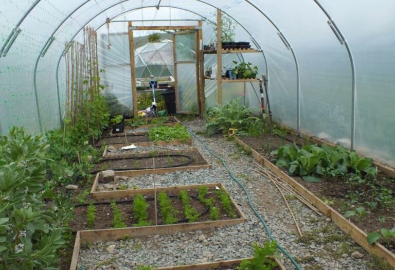 Adding CO2 to Grow Tent: A Simple Guide for Thriving Plants
