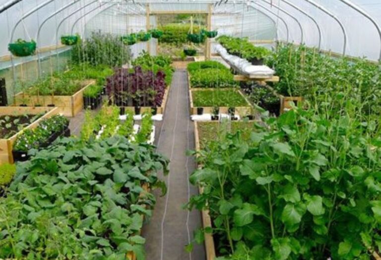Grow Tent Setup Guide: A Beginner's Complete Setup Solution